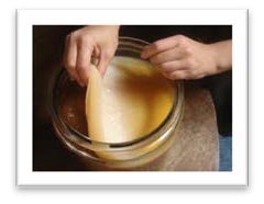 Kombucha Tea Kombucha Tea