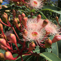 Eucalyptus Blue Gum Essential Oil