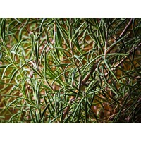 Rosemary Essential Oil