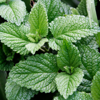 Peppermint Essential Oil