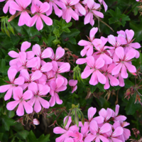 Rose Geranium Essential Oil