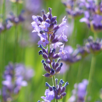 Lavender Bulgarian Essential Oil