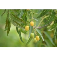 Neem Seed Oil