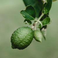 Lime Essential Oil 