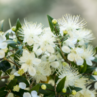 Lemon Myrtle Essential Oil 