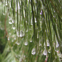 Cedarwood Himalayan Essential Oil