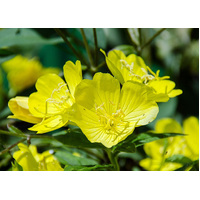 Evening Primrose Oil - Refined