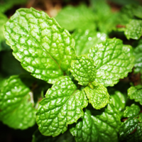 Spearmint Essential Oil