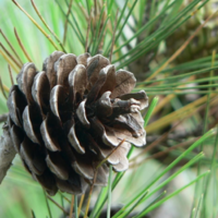Pine Essential Oil