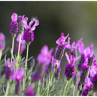 Lavender French Essential Oil